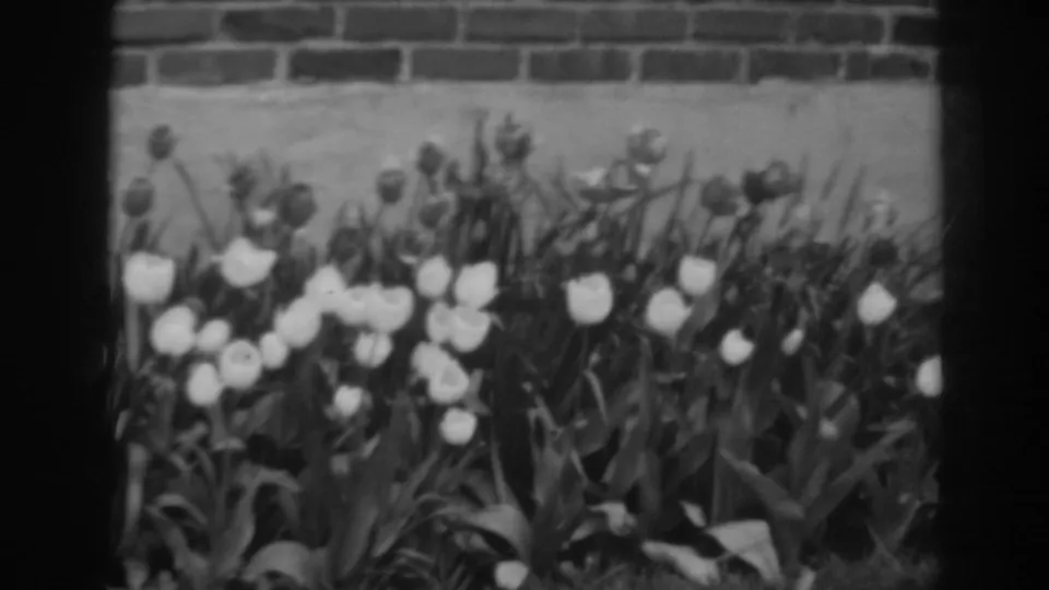 A close garden view shows tulips and taller buds in a 1938 Winchester, Maryland home-movie frame.