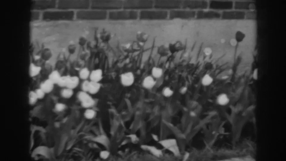 Soft black-and-white 8mm footage frames tulips and leaves in a Winchester, Maryland flowerbed from 1938.