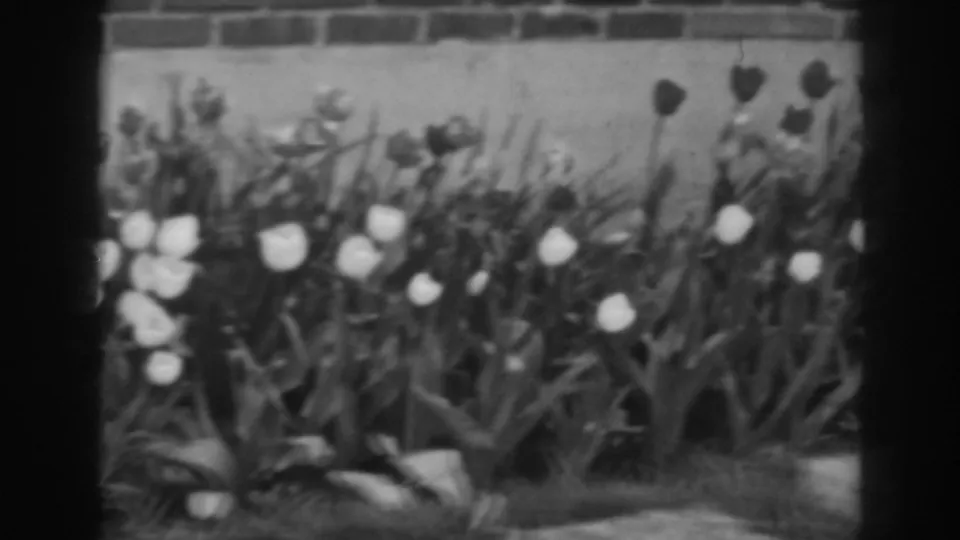 White tulips and dense foliage appear against brickwork in this 1938 Winchester, Maryland 8mm garden shot.