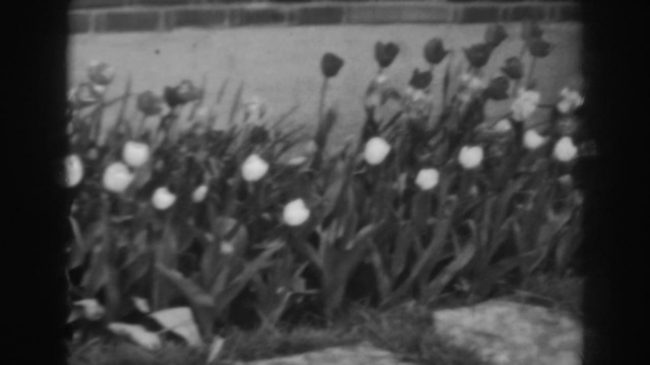 Tulips blooming beside a brick wall with leaves and stones in the foreground.