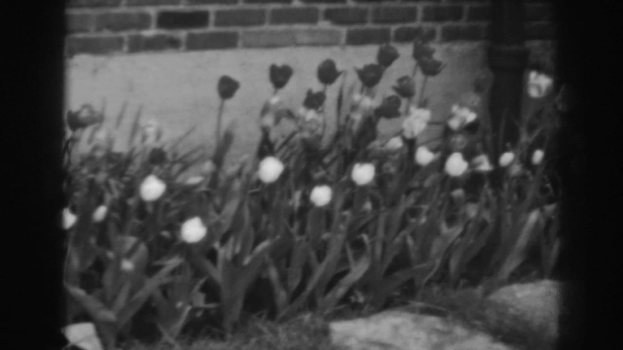Flower bed of tulips against a brick wall, framed by dark film edges.