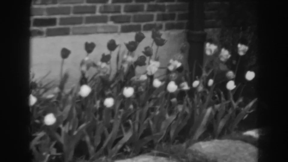 Tulips and dense leaves sway near a brick building in this 1938 Winchester, Maryland, home-movie frame.