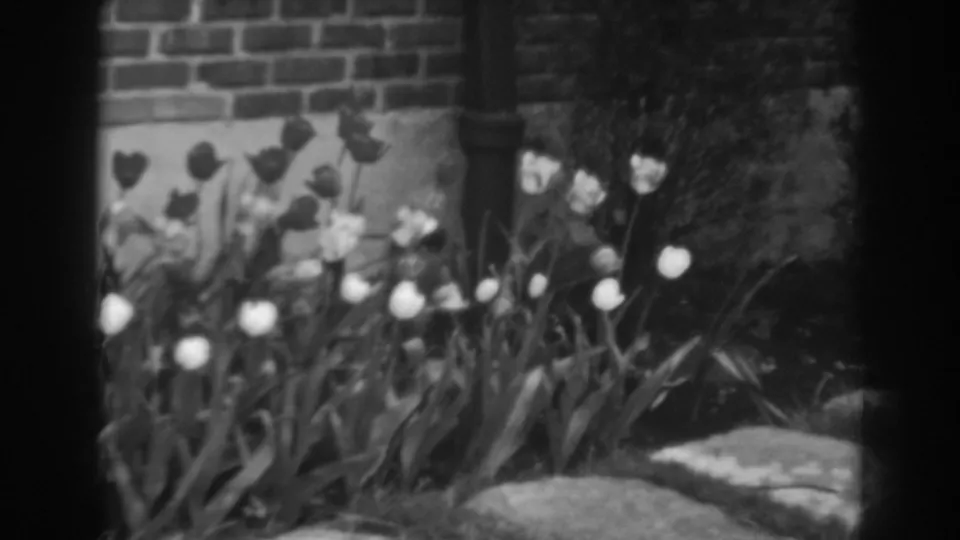 Final 1938 Winchester, Maryland, frame showing tulips along a brick wall and a darker garden area to the right.