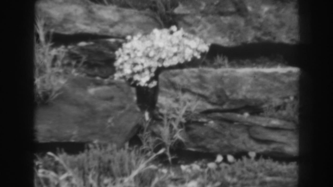 1938 Winchester, Maryland 8mm frame showing pale flowers against stacked grey stone with grass and foliage at the base.
