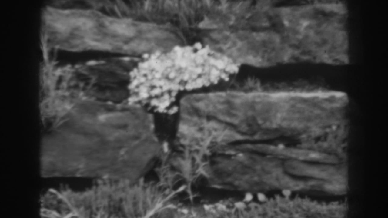 White flowers sit against rough stone blocks with grass in the foreground.