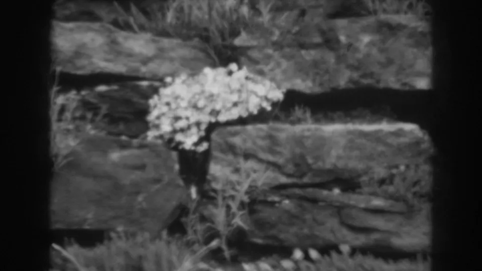 Pale blossoms and grasses are framed close against large stacked stones in this 1938 home-movie garden shot.