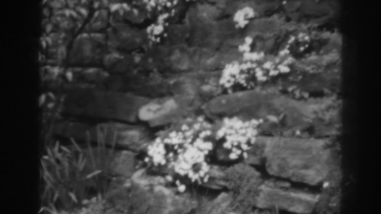 1938 8mm frame from Winchester, Maryland showing white blossoms against dark, weathered rocks and surrounding foliage.
