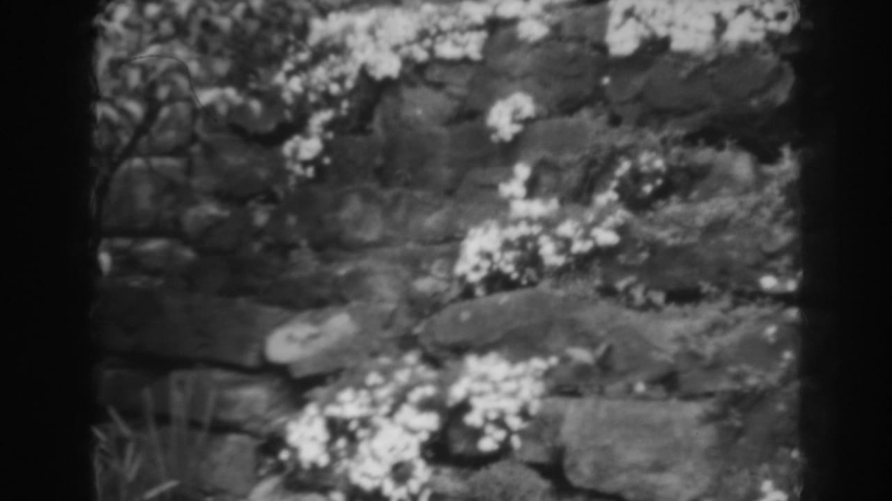 Black-and-white 8mm view of pale flowers blooming over a dark stone wall in Winchester, Maryland, in 1938.