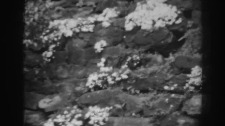 Soft 1938 home-movie frame showing white flowers and foliage scattered across layered dark rocks.