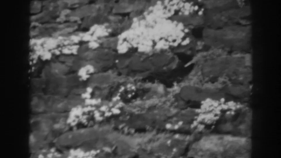 Final 8mm frame of white blossoms and small plants against weathered dark stonework in Winchester, Maryland.