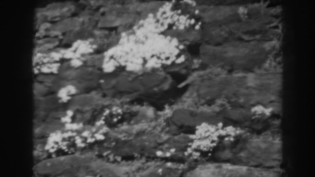 Pale wildflowers growing from crevices in a dark rocky surface.