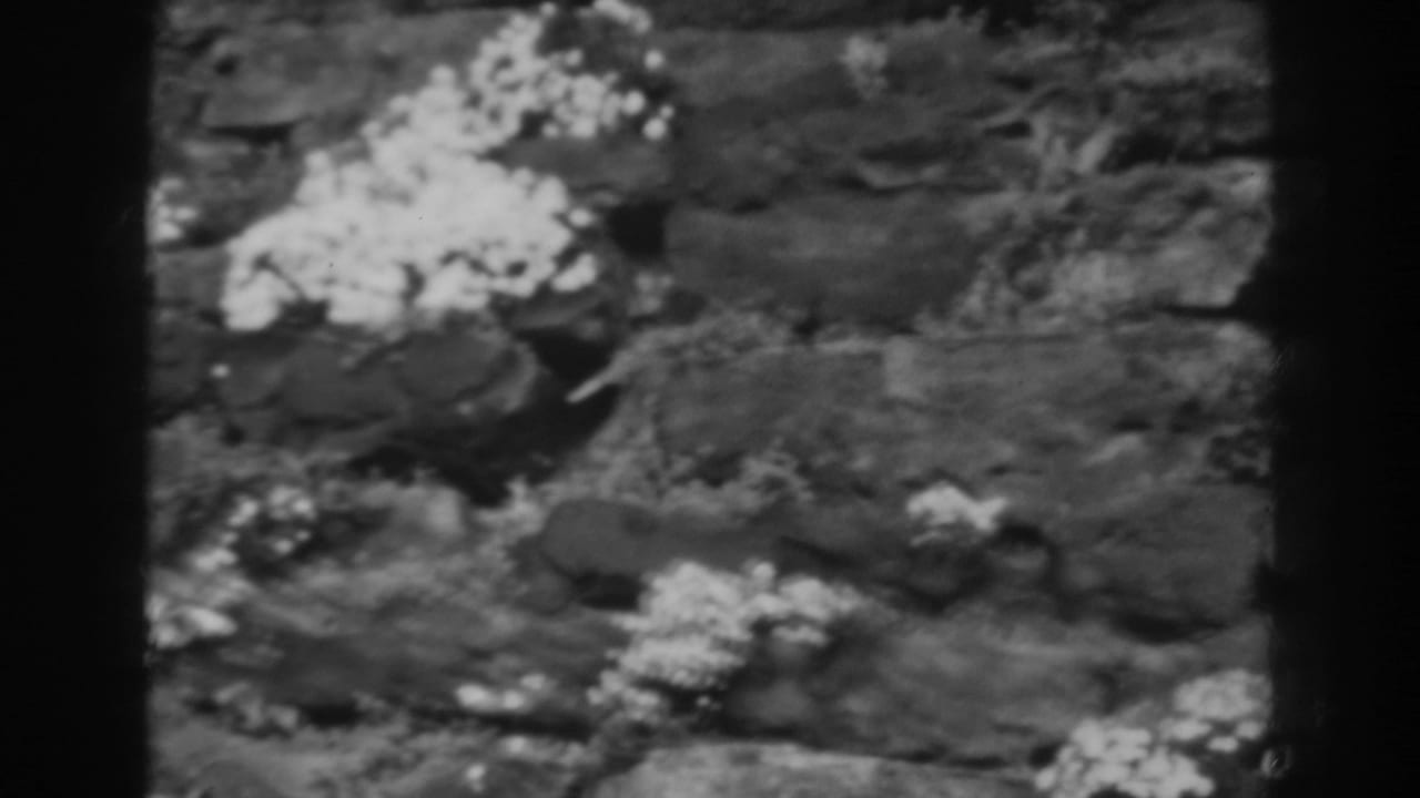 Black-and-white home-movie frame showing clusters of pale flowers and low plants spread over a rocky mountain surface in the Winchester area.