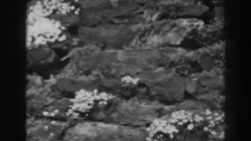 1938 black-and-white 8mm frame showing a closer section of rocky ground with wildflowers, grass tufts, and shadowed cracks.