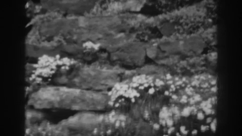 Black-and-white 8mm frame from the Winchester, Maryland nature scene, with flowers and grasses along layered rocks near the lower frame.
