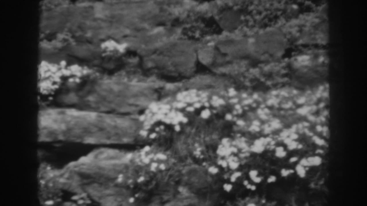 Small white flowers growing beside a rough stone wall in soft black-and-white focus.