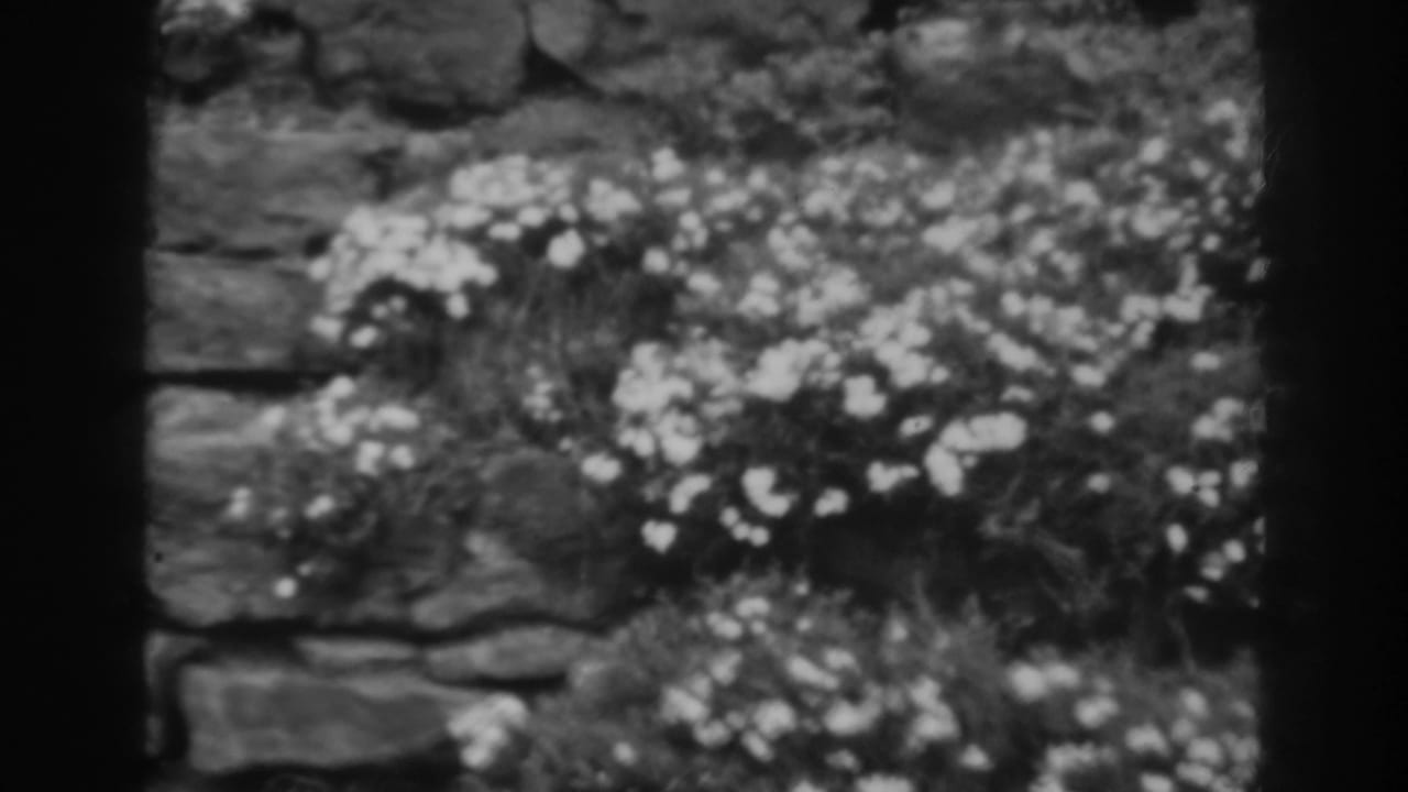 Black-and-white 8mm view of white blossoms and low greenery along stonework in Winchester, Maryland.