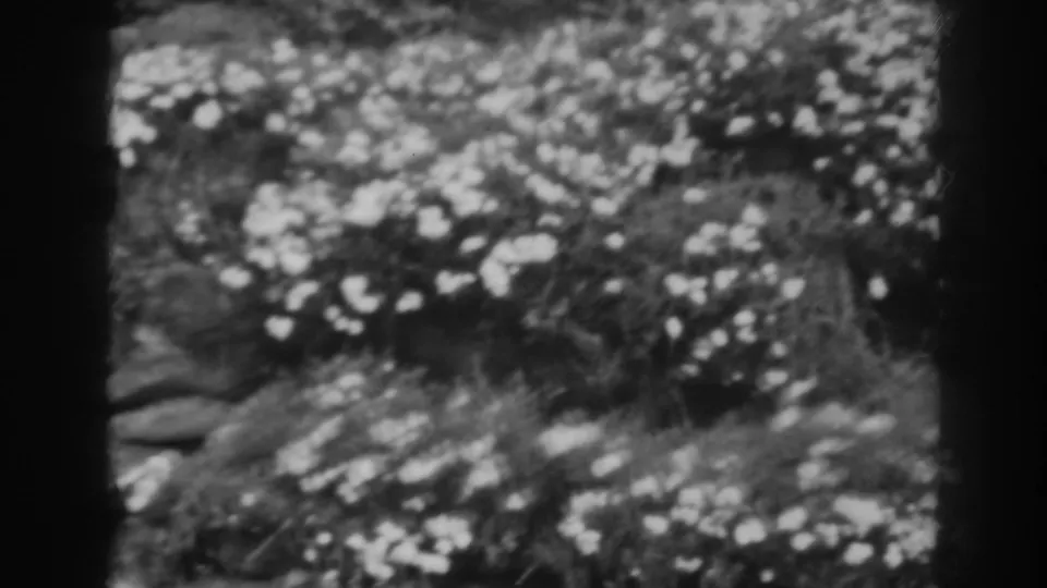 Soft 1938 home-movie frame of dense garden flowers and grass near a stone wall in Winchester, Maryland.