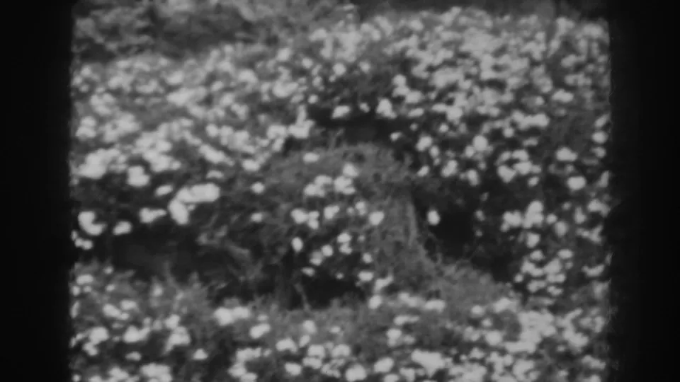 Late-1930s 8mm garden detail showing small white blossoms, low foliage, and a rough stone backdrop.