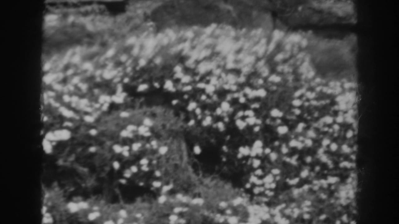Soft black-and-white view of small pale flowers and foliage near a dark frame edge.