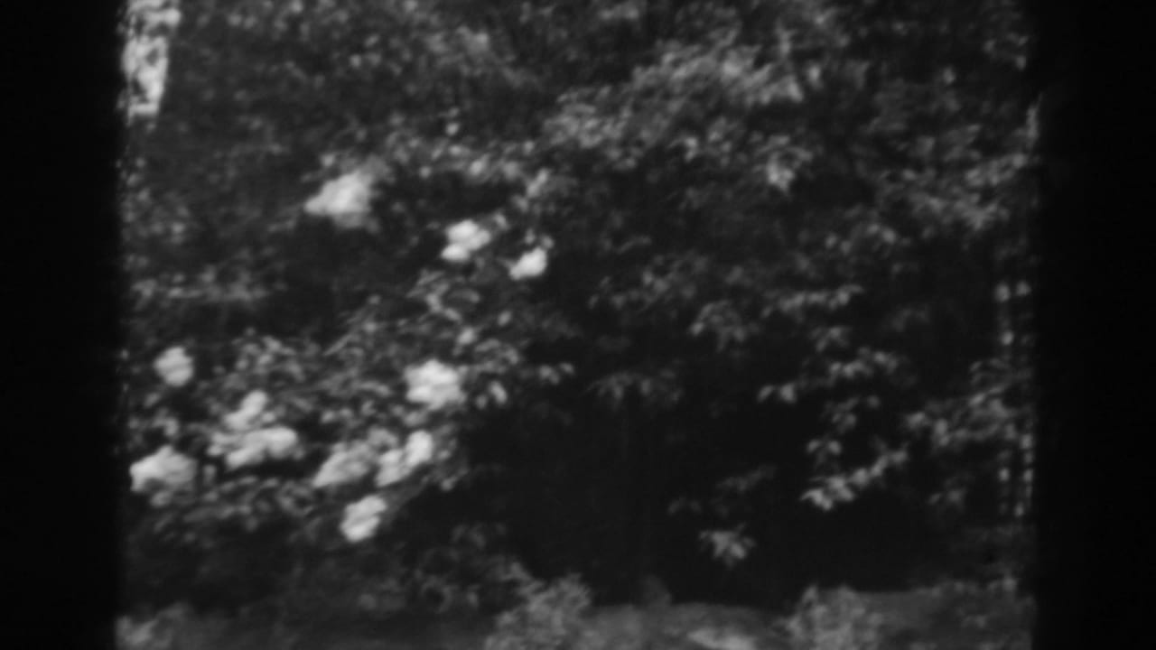 Black-and-white 8mm frame showing flowering shrubs or plants in a shaded outdoor area, with heavy film-frame borders visible.