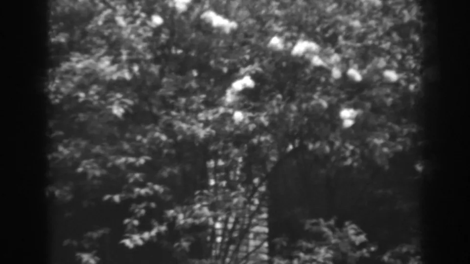 Final 8mm frame from the Winchester, Maryland clip, showing pale blossoms among layered foliage and soft garden textures.