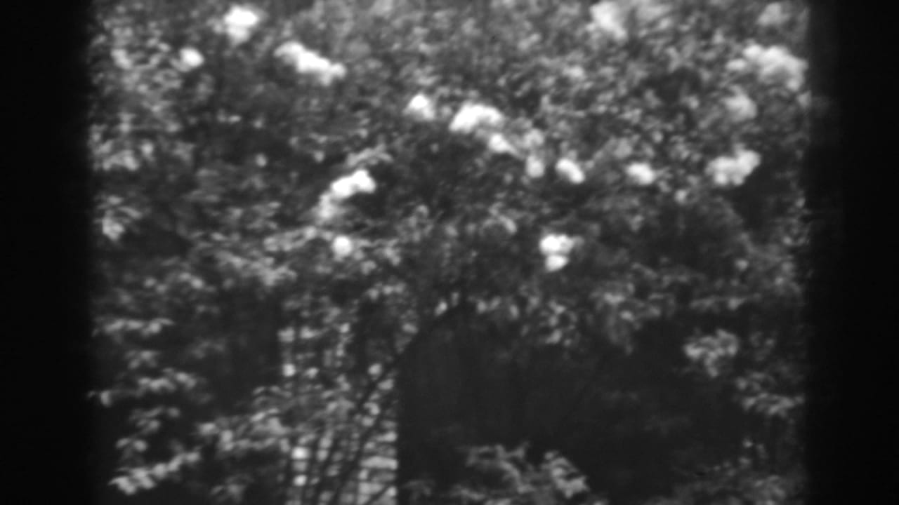 1938 Winchester, Maryland 8mm frame showing dense trees, pale blossom-like shapes, and deep shadow in soft focus.