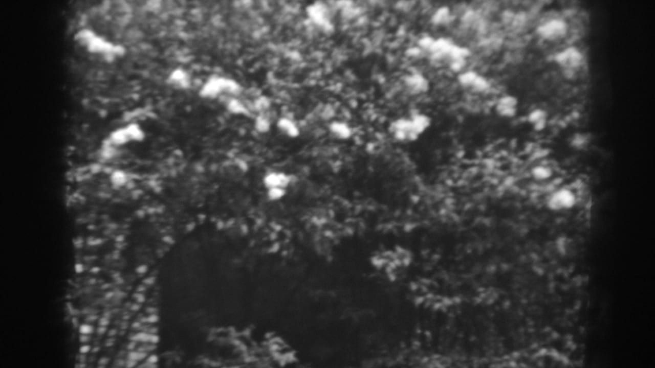 Dark tree canopy with scattered pale highlights and heavy shadow at the frame edges.