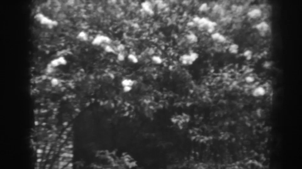 8mm black-and-white view of trees in Winchester, Maryland, with dim exposure and blossom-like bright spots among leaves.