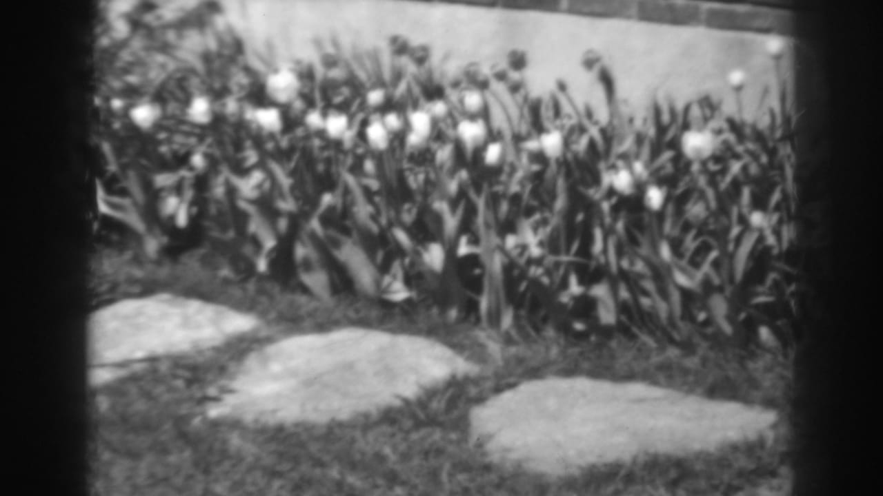 1938 8mm frame of a tulip garden in Winchester, Maryland, with pale flowers, dense leaves, grass, and a stone path by a brick wall.