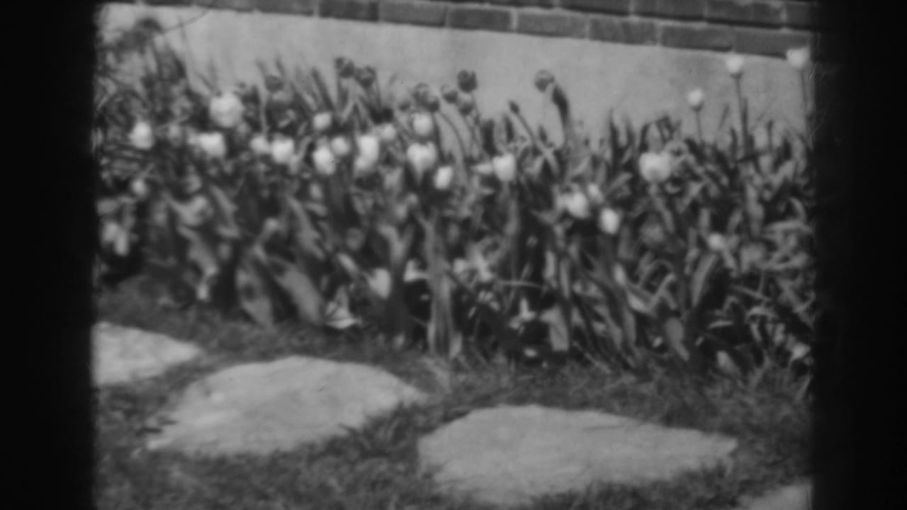 Soft-focus tulips and stepping stones along grass below a brick wall.