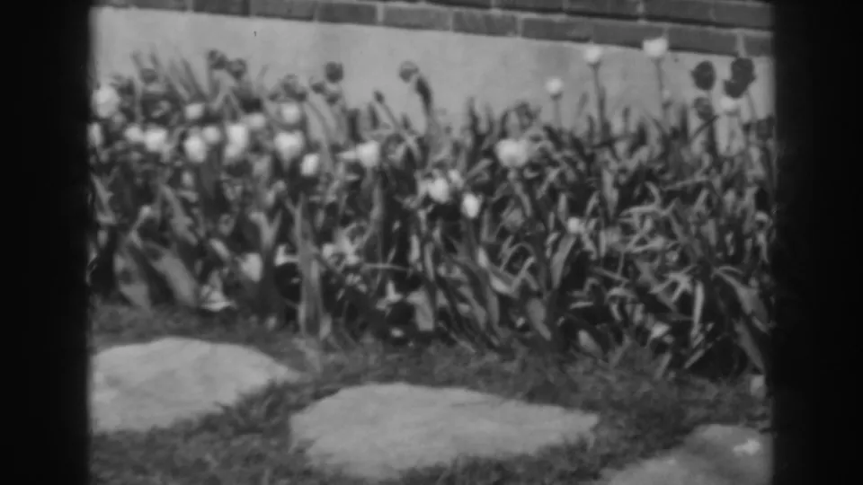 1938 home-movie frame from Winchester, Maryland, showing tulips clustered against a low wall with grass and broad stepping stones in front.