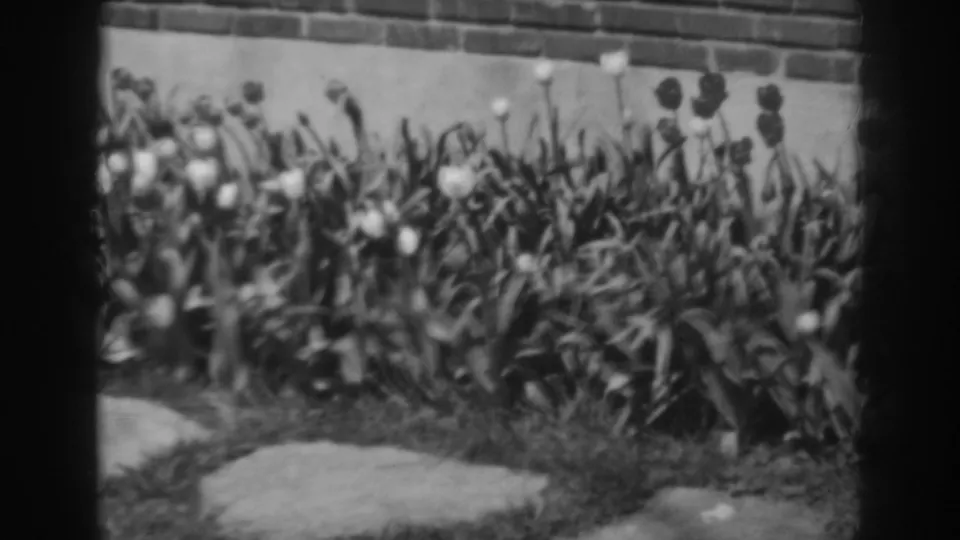 Soft black-and-white 8mm frame of a Winchester, Maryland garden, showing tulips, dense leaves, grass, stepping stones, and a low brick wall.
