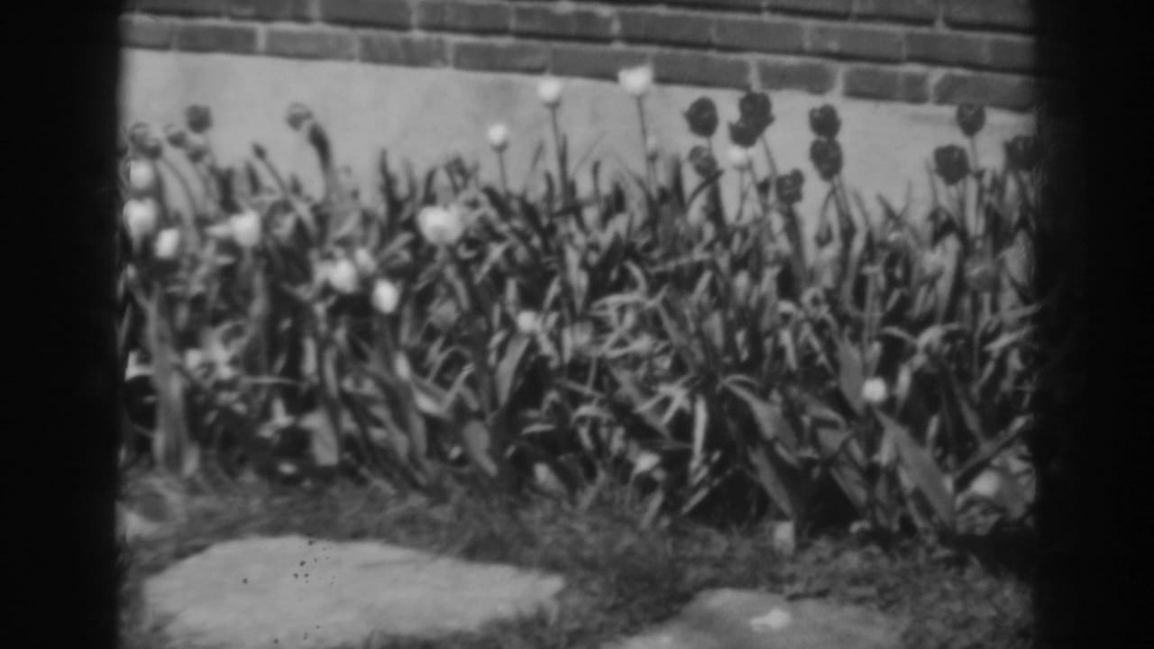 Black-and-white tulips and leaves in front of a brick wall with a stone path at the bottom.