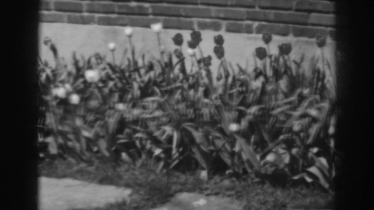 Black-and-white 8mm frame showing a tulip bed beside a brick wall, with soft focus and dark film borders.