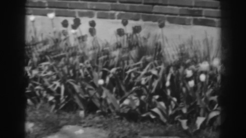 1938 Winchester garden frame with dark and light tulips, dense leaves, brick wall, and foreground stones in soft 8mm focus.