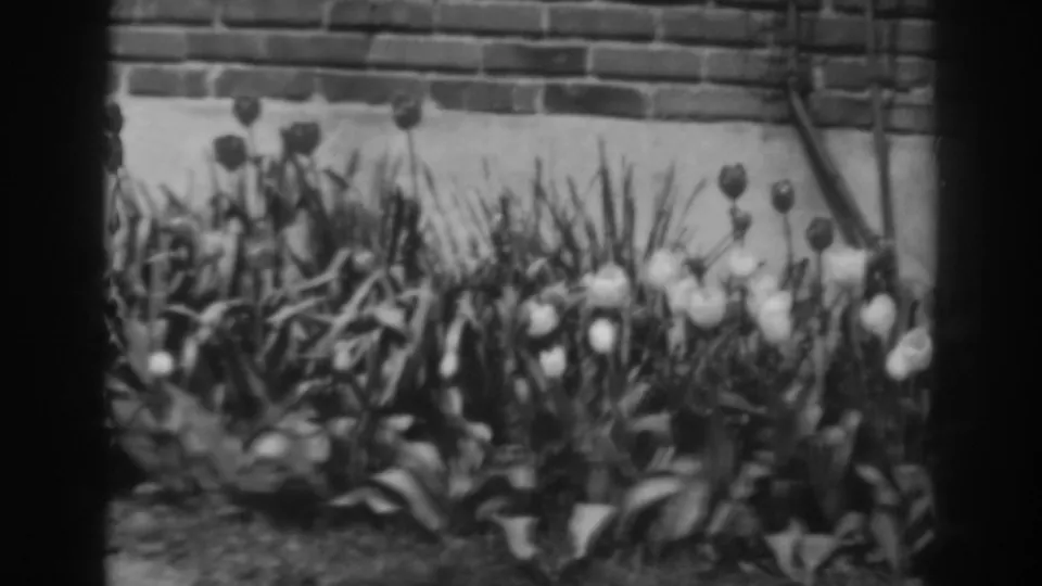 Late-1930s 8mm garden view in Winchester, Maryland, showing tulips, leafy plants, brickwork, and a few thin stems at right.