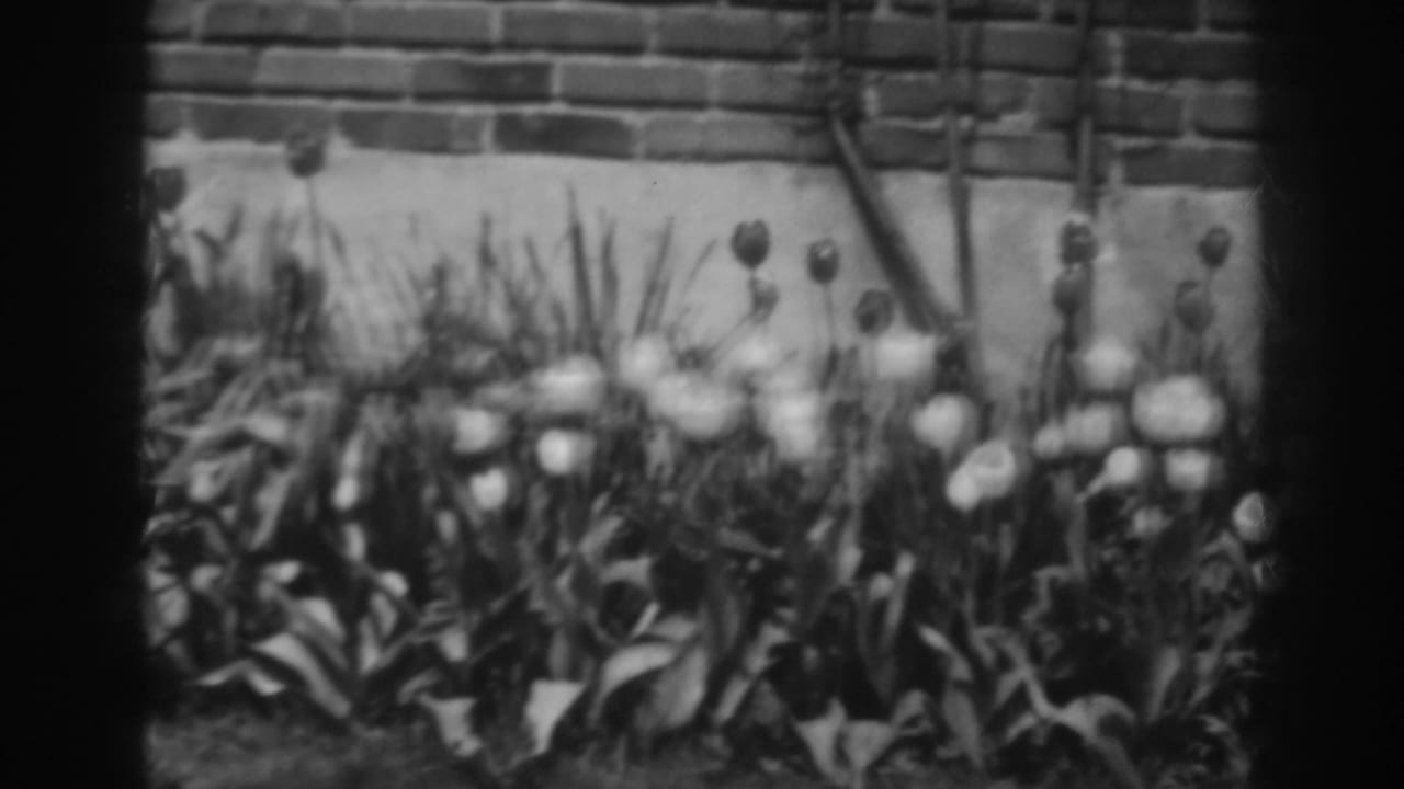 Black-and-white 1938 home-movie frame from Winchester, Maryland, showing tulips and foliage beside a brick wall.