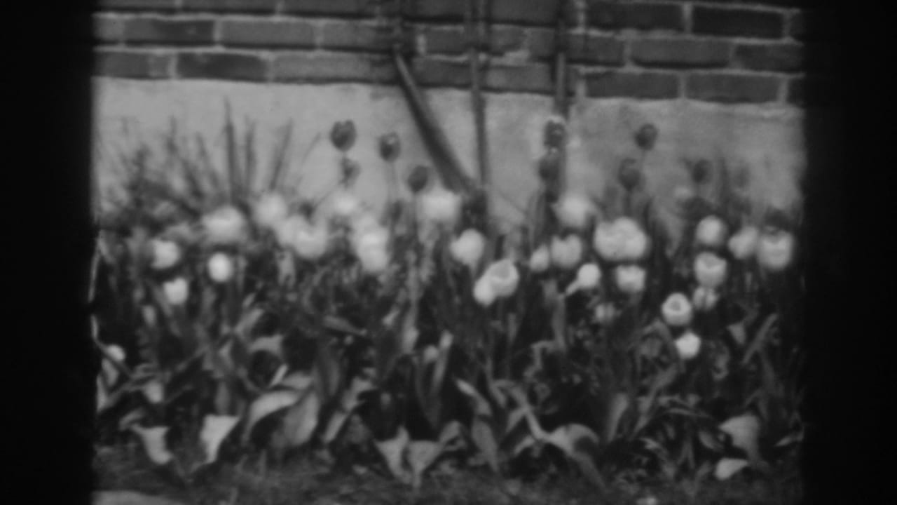 Flower bed with tulip blooms and buds below brickwork.