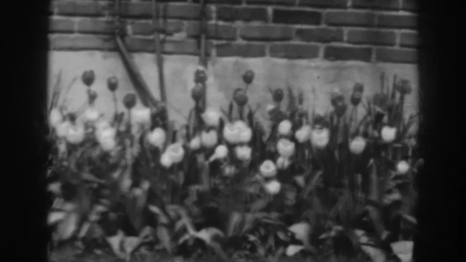 Soft black-and-white frame of a dense tulip bed near a brick wall, from the Winchester, Maryland 1938 home-movie clip.