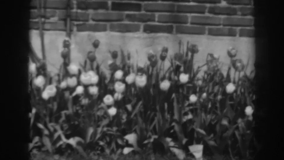 Black-and-white 8mm frame showing tulips, buds, and foliage beside brickwork in the 1938 Winchester, Maryland clip.