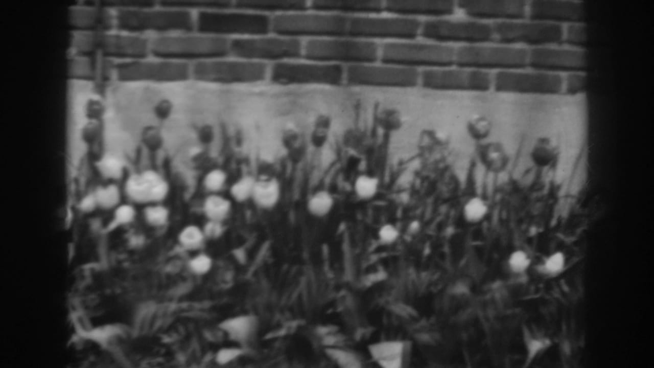 Soft black-and-white view of blooming flowers in front of a brick wall.