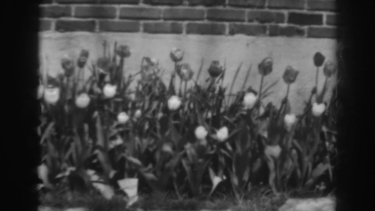 Black-and-white 8mm frame from Winchester, Maryland showing tall garden flowers moving near a brick wall.