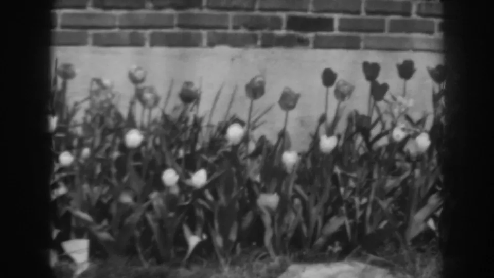 1938 home-movie frame showing tulip-like blooms and dense leaves in a Winchester garden setting.