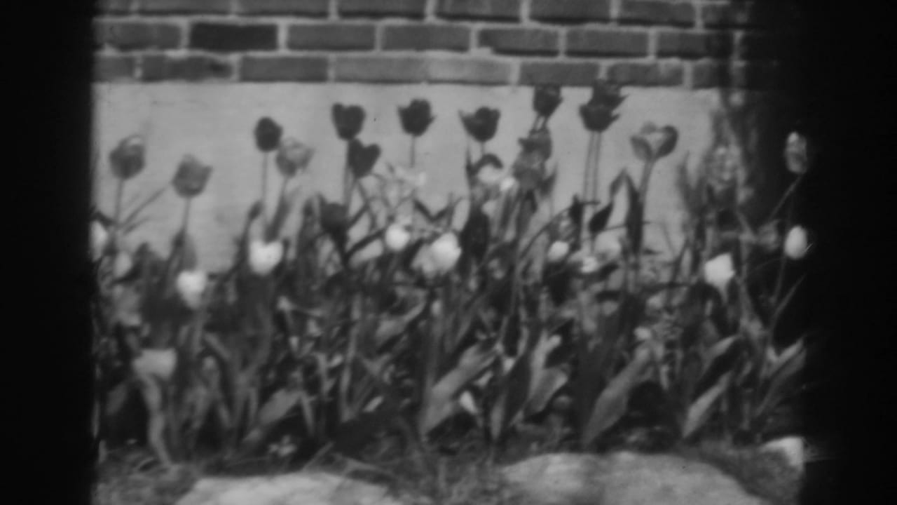 Tulips growing beside a brick wall in black-and-white 8mm footage.