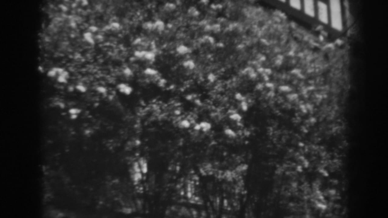 Black-and-white 1938 8mm view of flowering bushes in a Winchester, Maryland garden area.