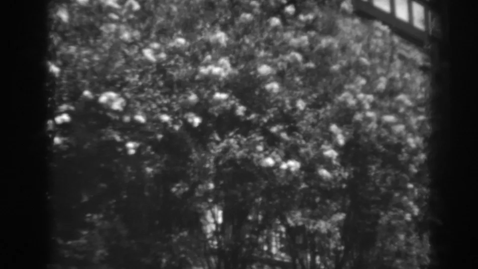Soft black-and-white 1938 home-movie frame showing flowering shrubs in Winchester, Maryland.