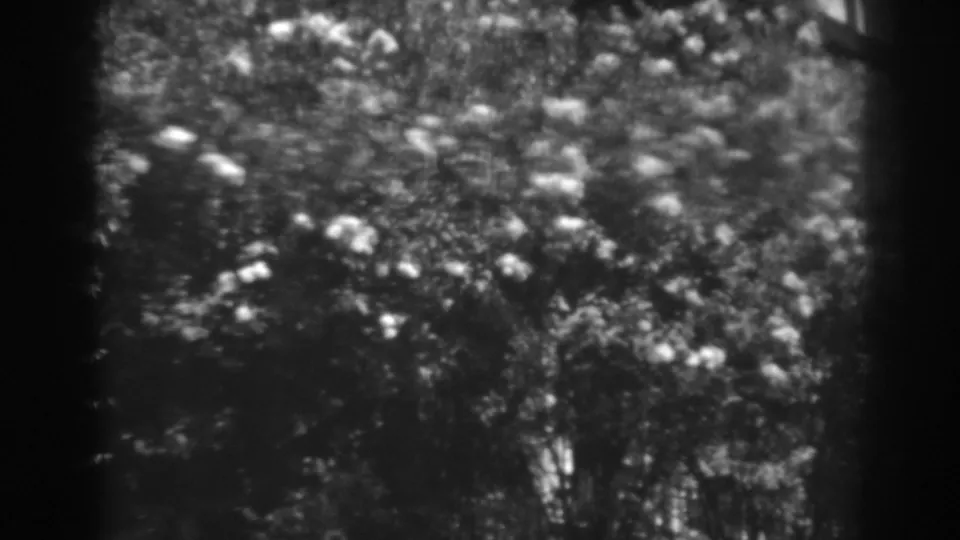 Black-and-white 1938 8mm frame of blooming bushes in a Winchester, Maryland garden setting.