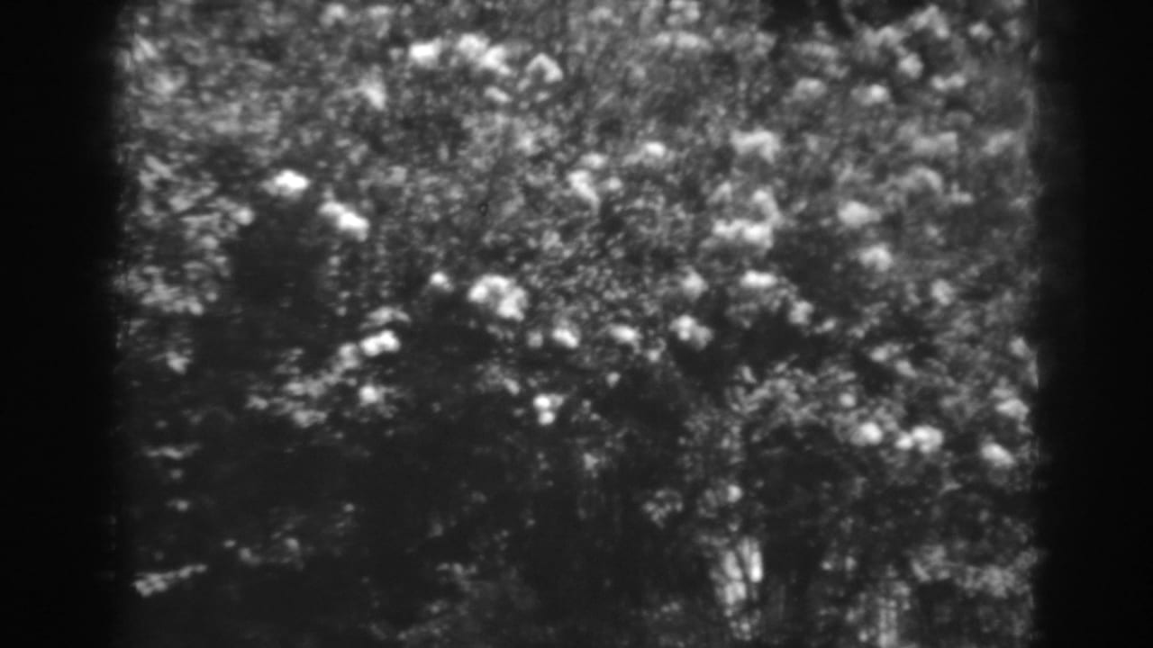 Flowering tree branches in black-and-white, framed by dark film edges.