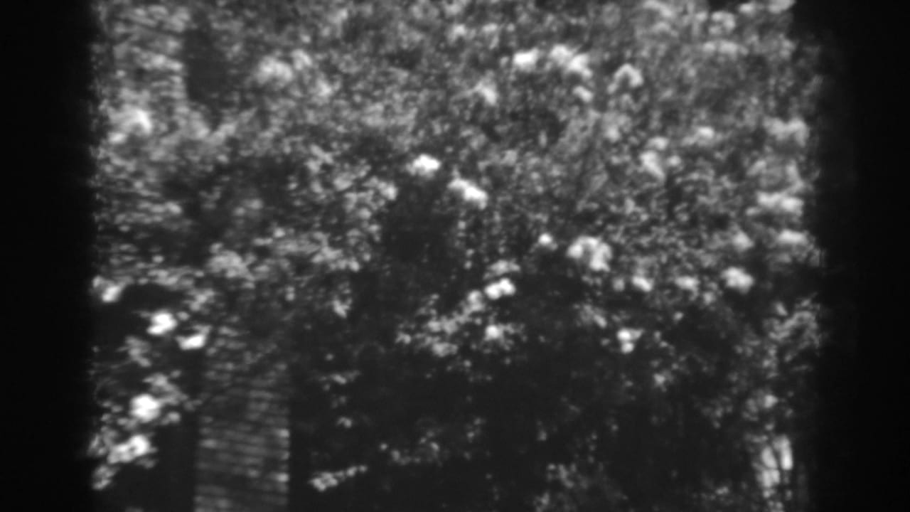Black-and-white 8mm frame of blossoming foliage in Winchester, Maryland, with a dark strip at the edge of the film image.