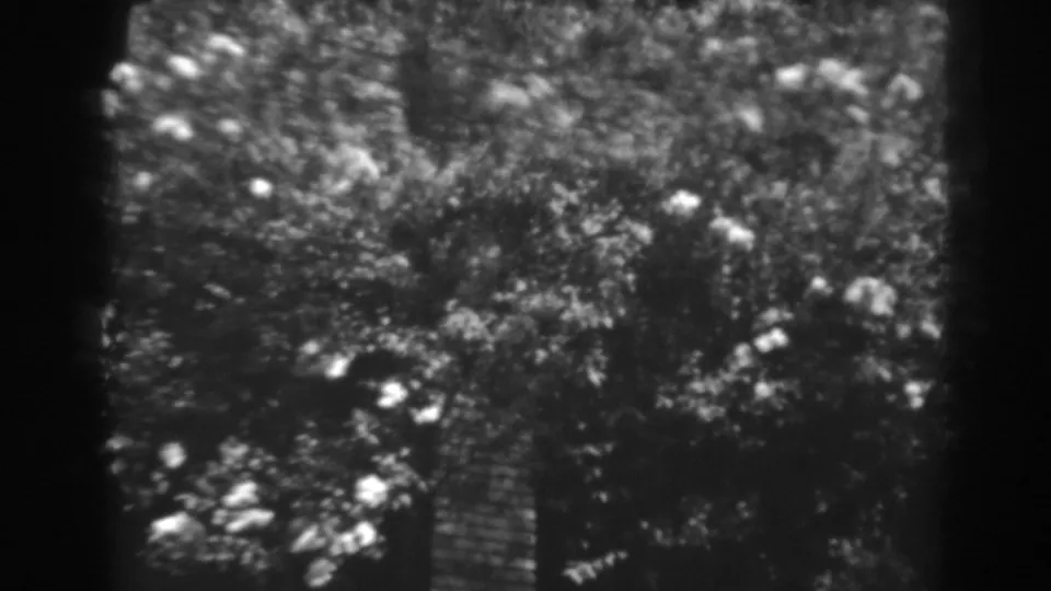 Home-movie frame from 1938 showing a soft, grainy view of flowering branches and shaded foliage in Winchester, Maryland.